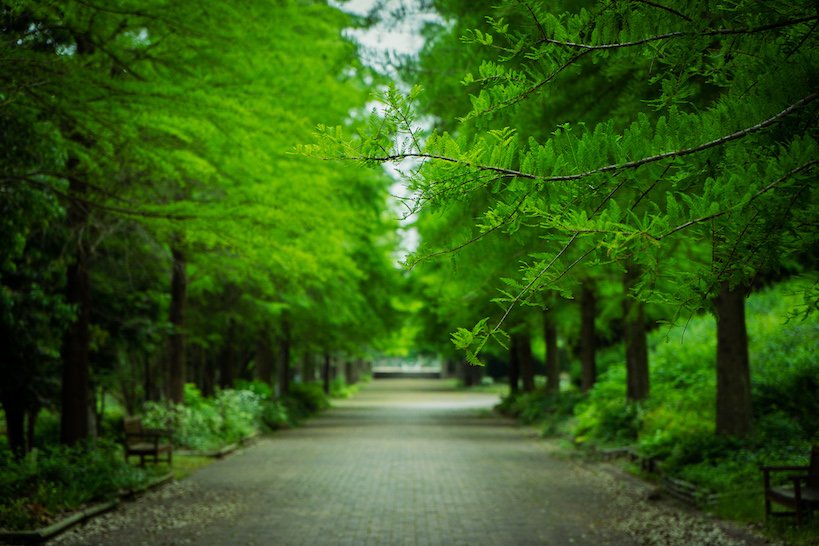 🌳 효고 현립 하리마 중앙공원(효고켄리츠 하리마추오코엔) 이미지 7